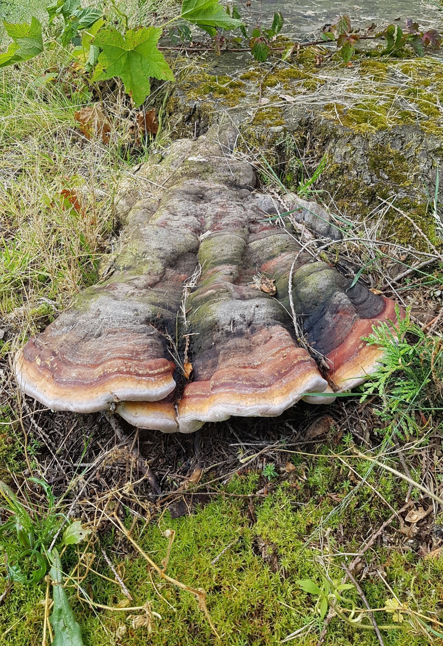 20170614_094726.jpg