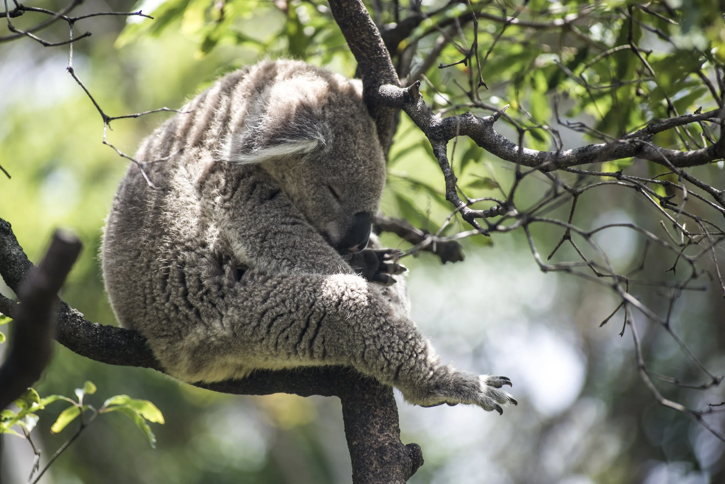 Look at him. You could take him. Photo by Enrico Carcasci on Unsplash