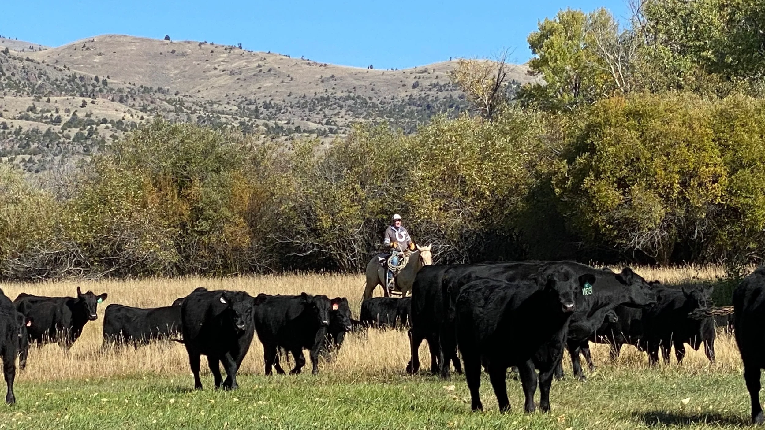 Story Ranch, Emigrant, MT (Copy)