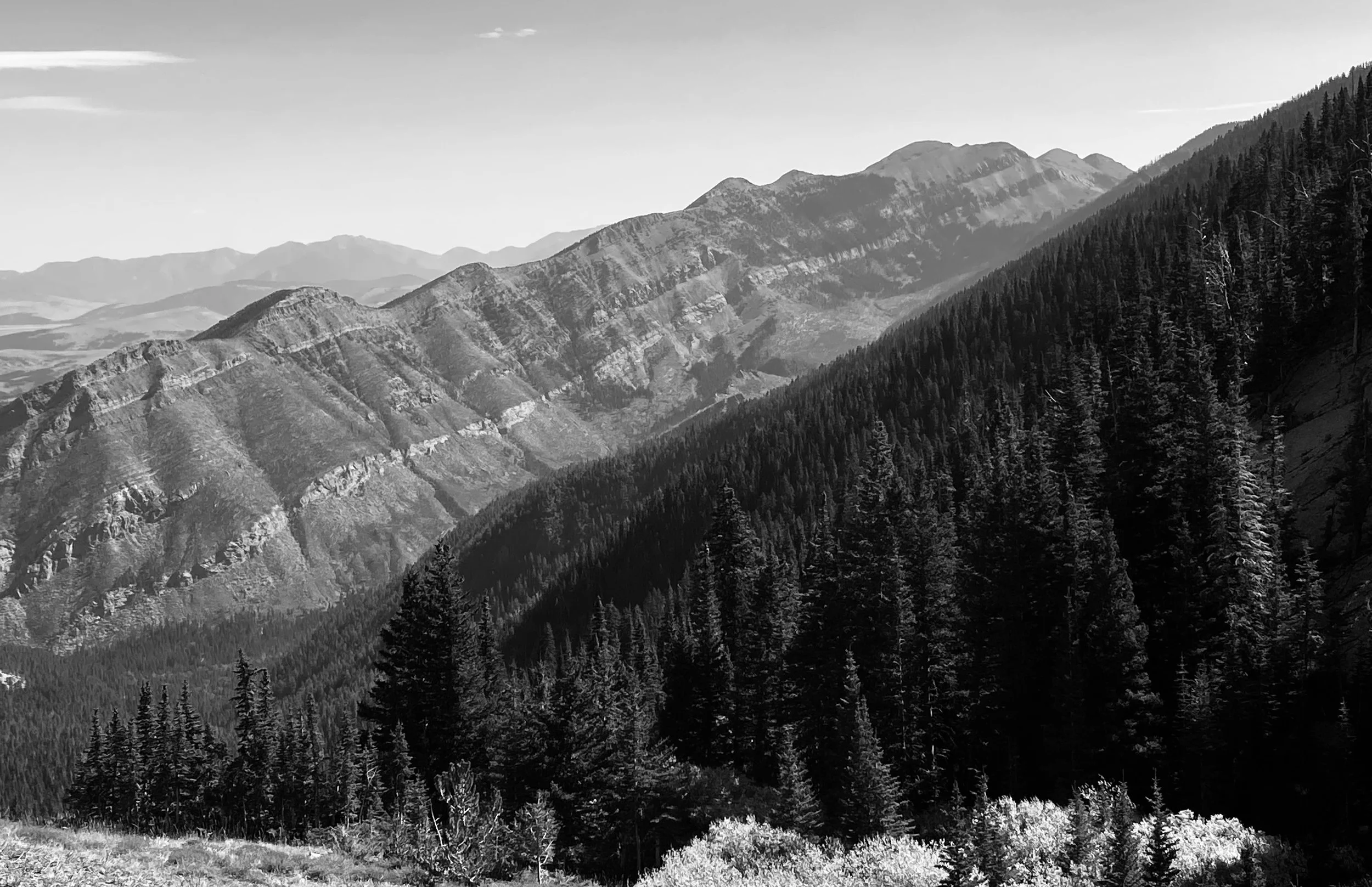 Black and white mountain landscape with pine forest and rocky peaks