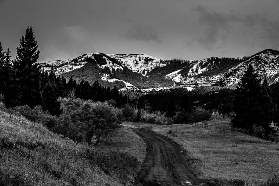 Black and white image of a dirt path leading through a forested valley towards snow-capped mountains.