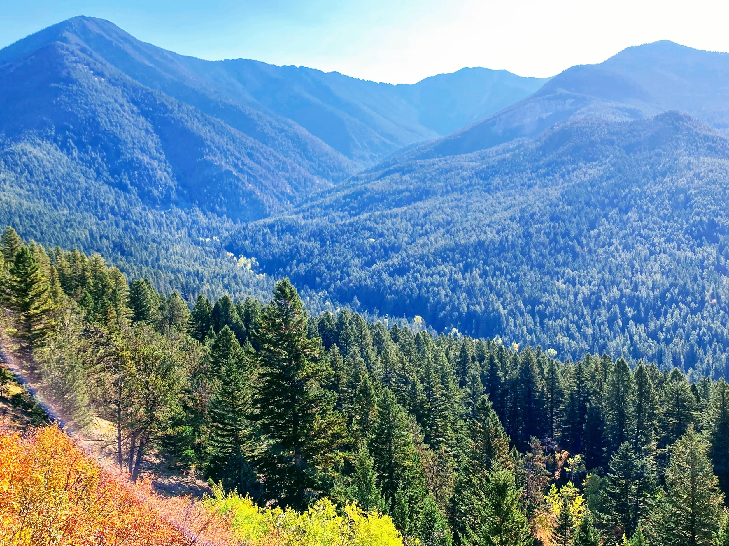 Mountain landscape with dense forest