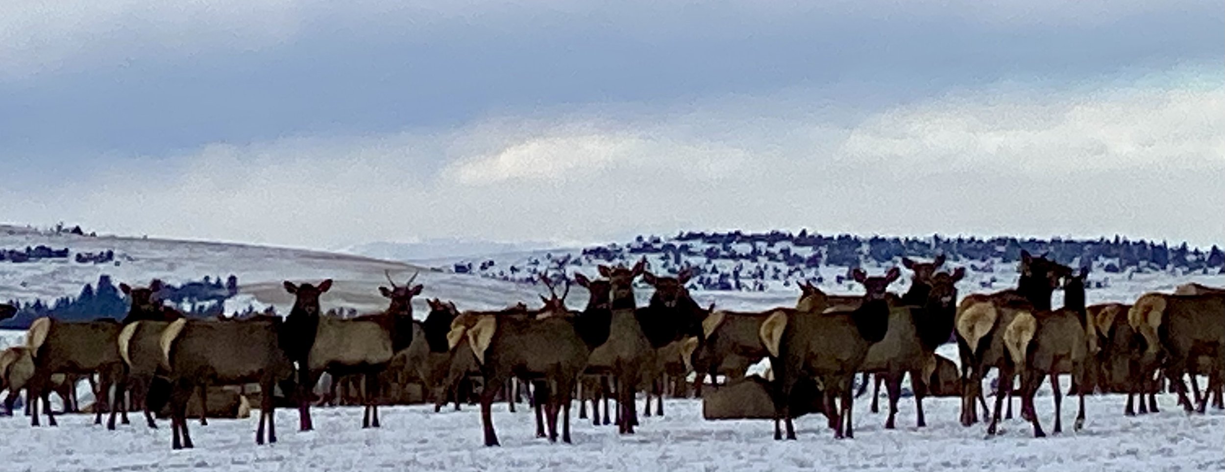 Gooch Hill Road Elk Herd (Copy)