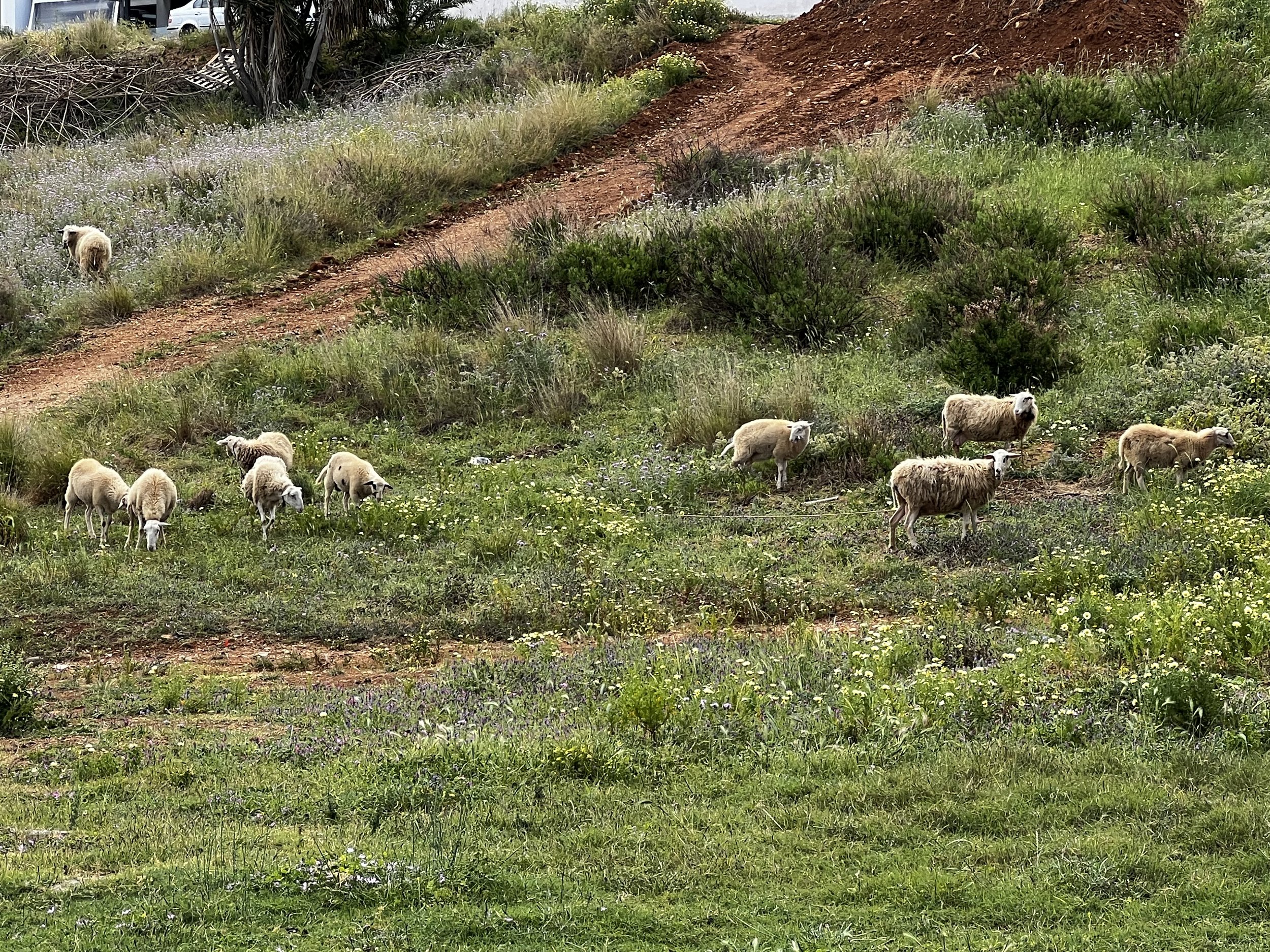 A group of sheep grazing on a hillside, Chania