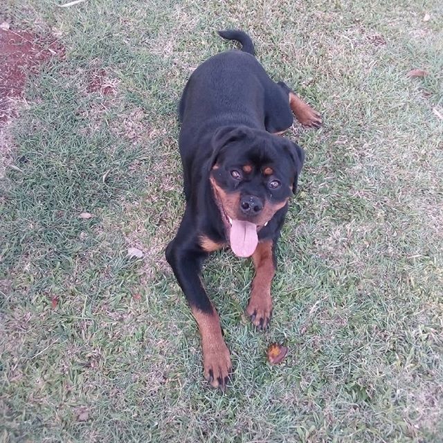 Bella the Farmgate Puppy enjoying a break under the trees. #FarmgateFamily #88days #childers #farmwork #qld