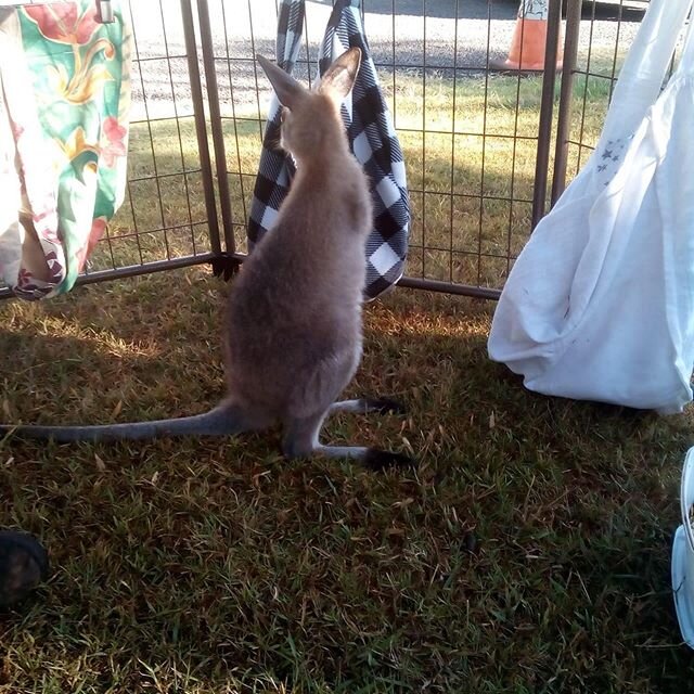 New visitor farmgate backpackers #bundaberg #childers #88days #farmgatefamily #backpackers #farmwork #wildlife