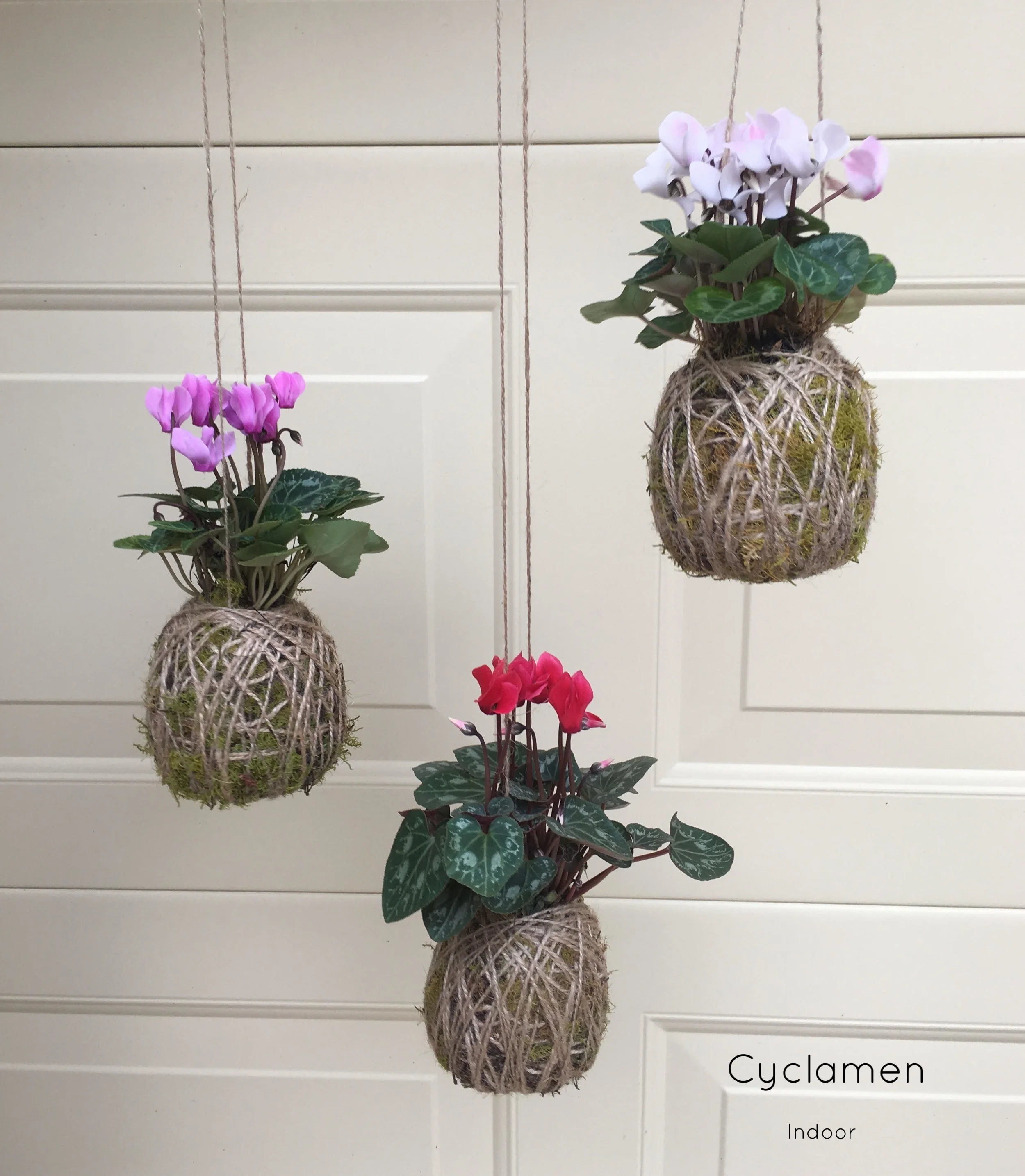 Mini Cyclamen.jpg