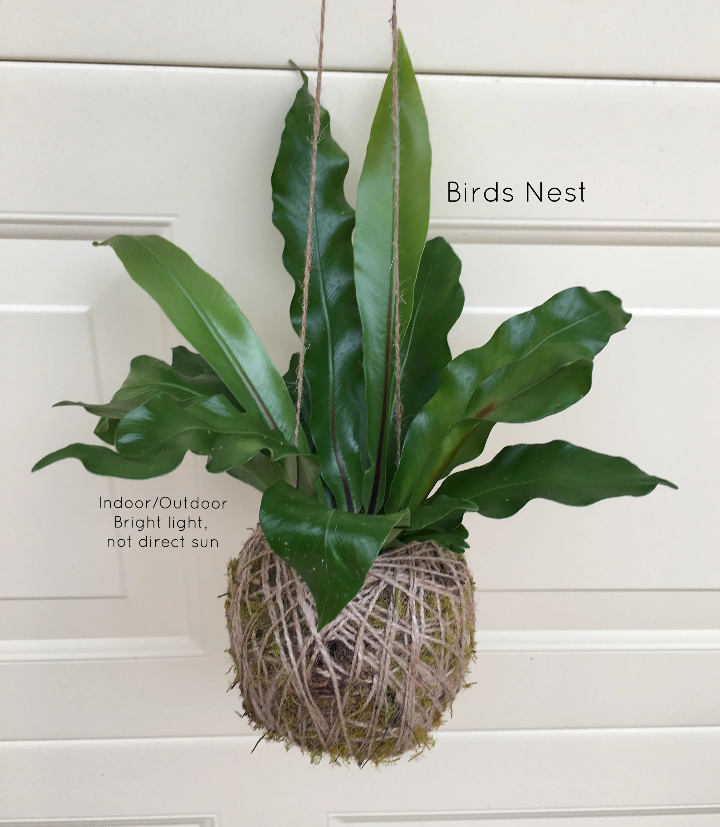 birds nest.jpg