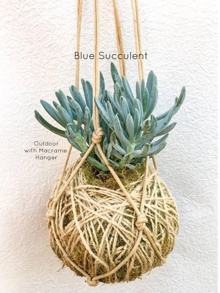 Blue Succulent.jpg