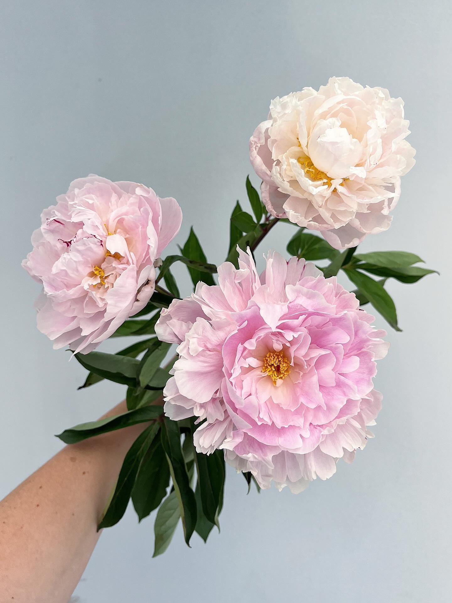 Q U E E N . 👊🏻

Peony season, so short but oh so sweet 🥹💕