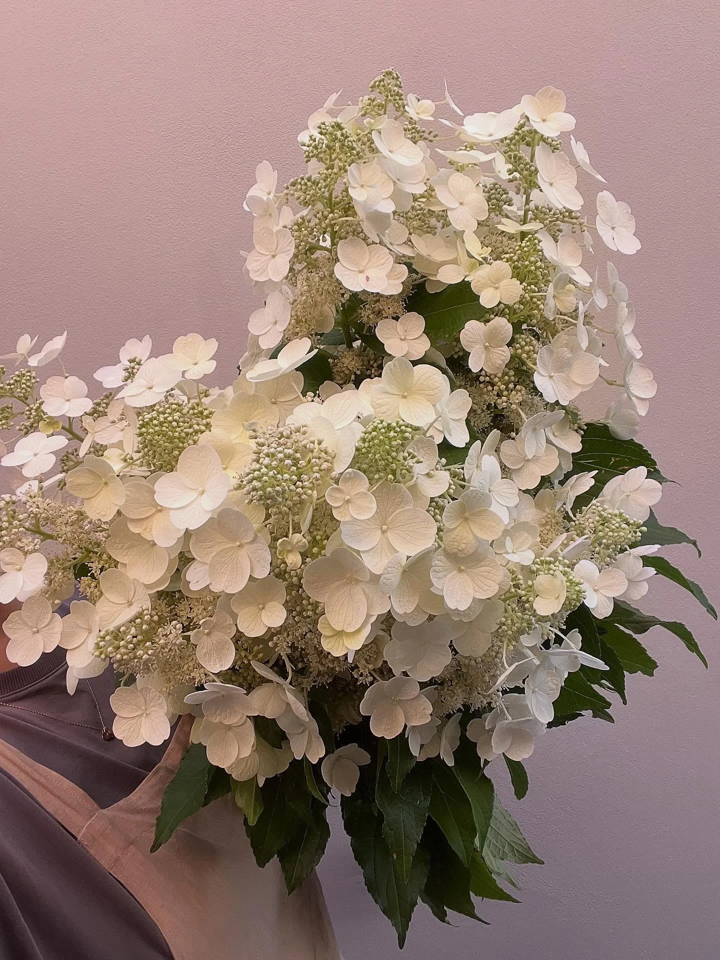 F A I R I E S . 🧚