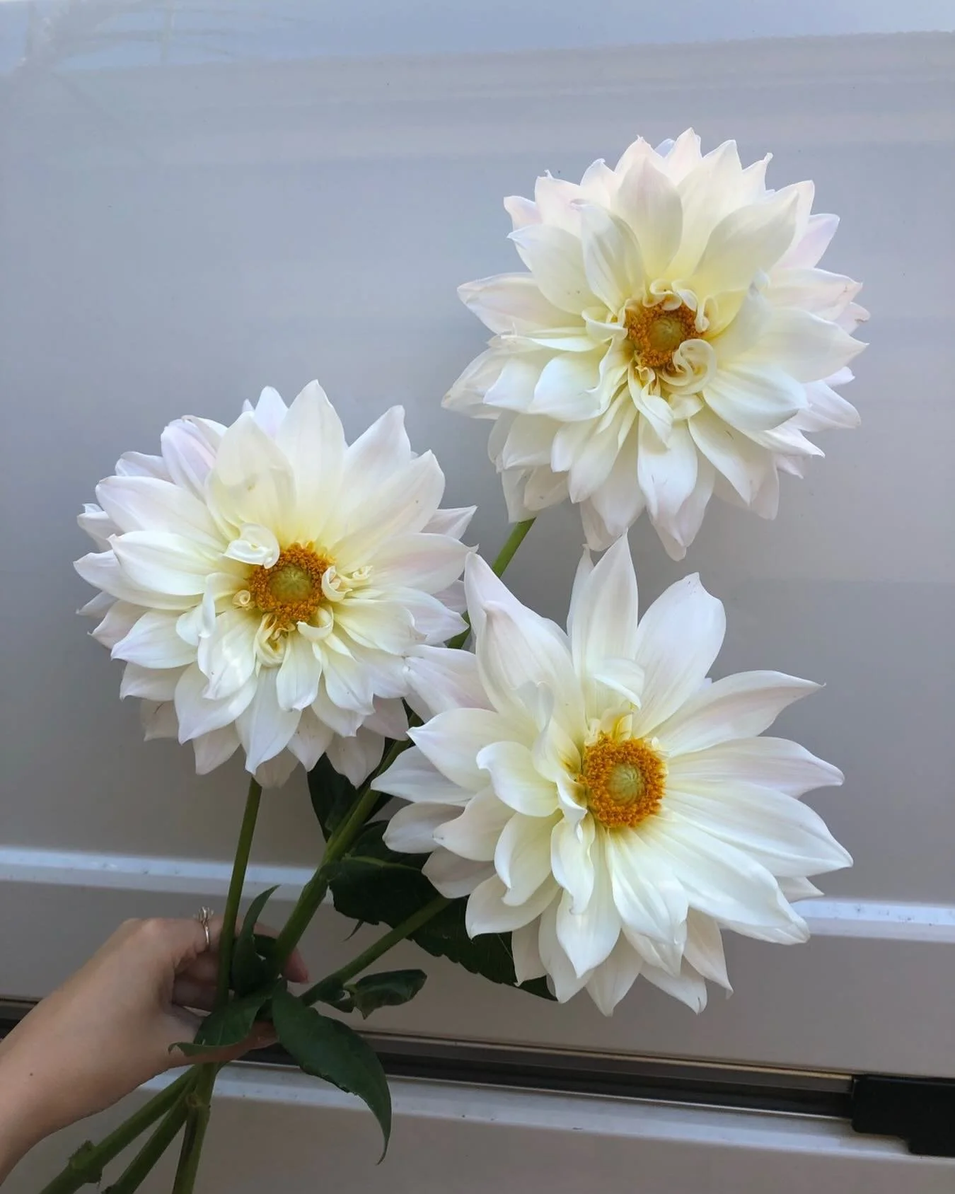 D A H L I A . 🙌🏻