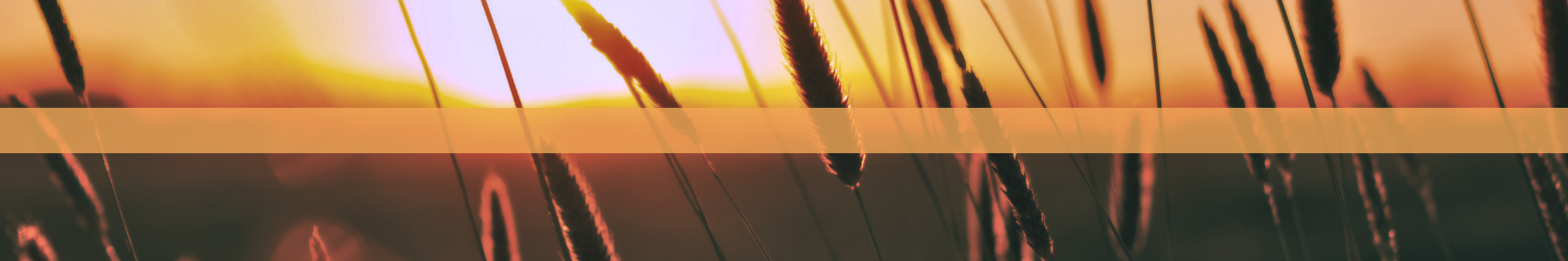 The Dwelling Place Church_Dallas Fort Worth Non Denominational Christian Church_Field of Wheat.png