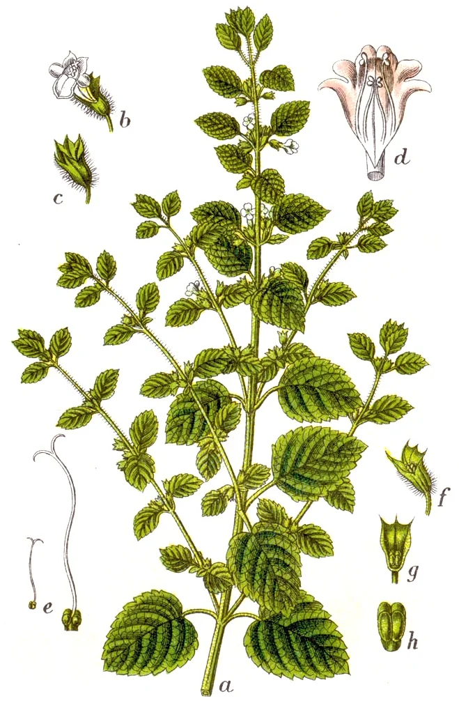 Melissa_officinalis.jpg