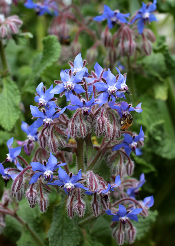 borago_officinalis_01.jpg