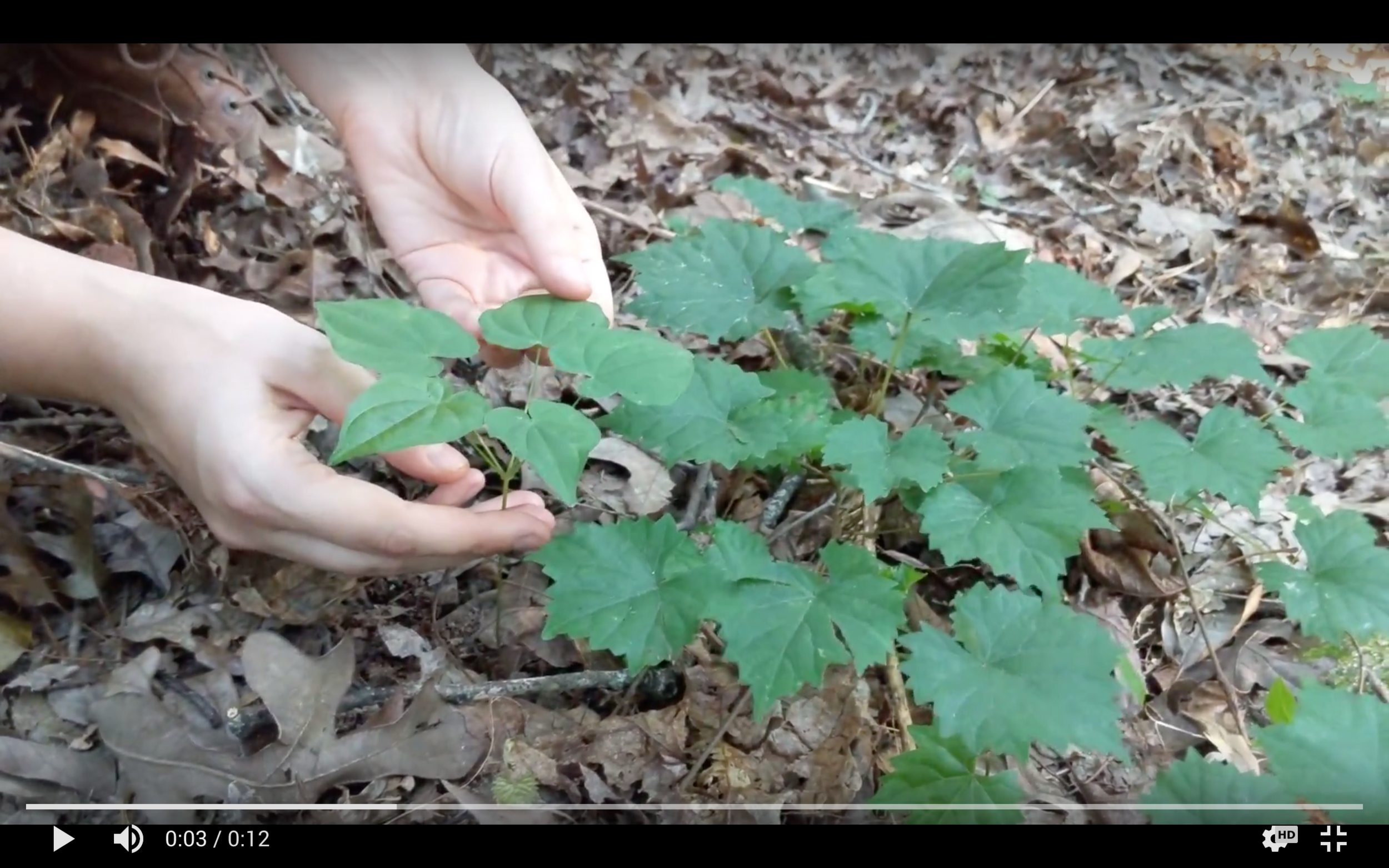 Communing with Wild Yam (Dioscorea villosa) in the woods near our home.