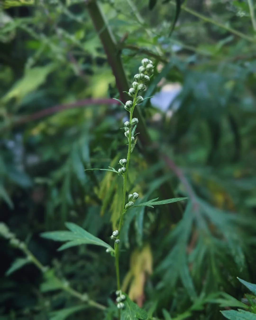 Mugwort in bloom – Mugwort is a vital herbal ally for menstrual health and can be found in our Moon Cycle Tincture and Moon Body Oil.