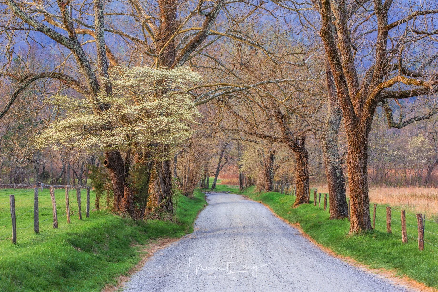 Country Lane