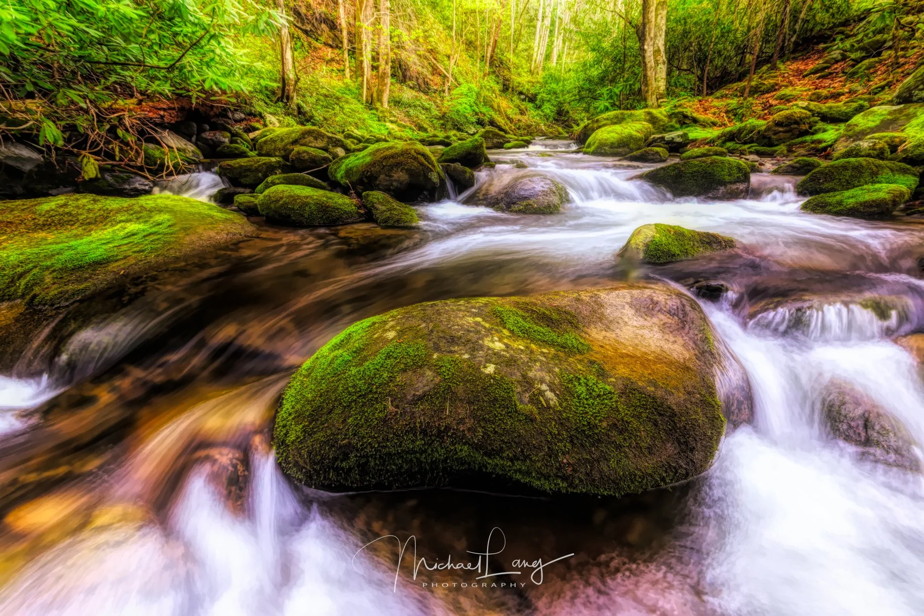 Woodland Dream