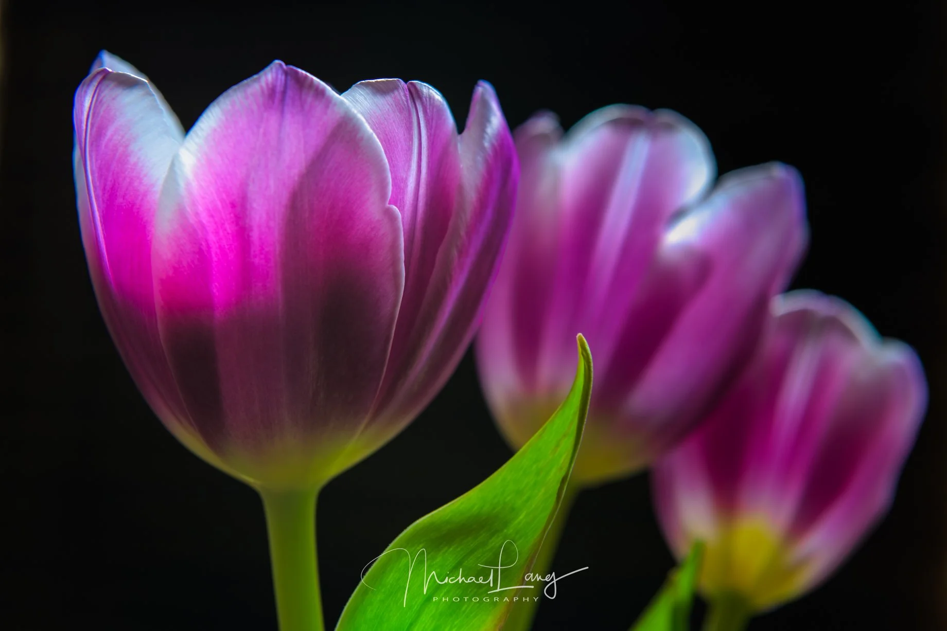 Tulip Trio
