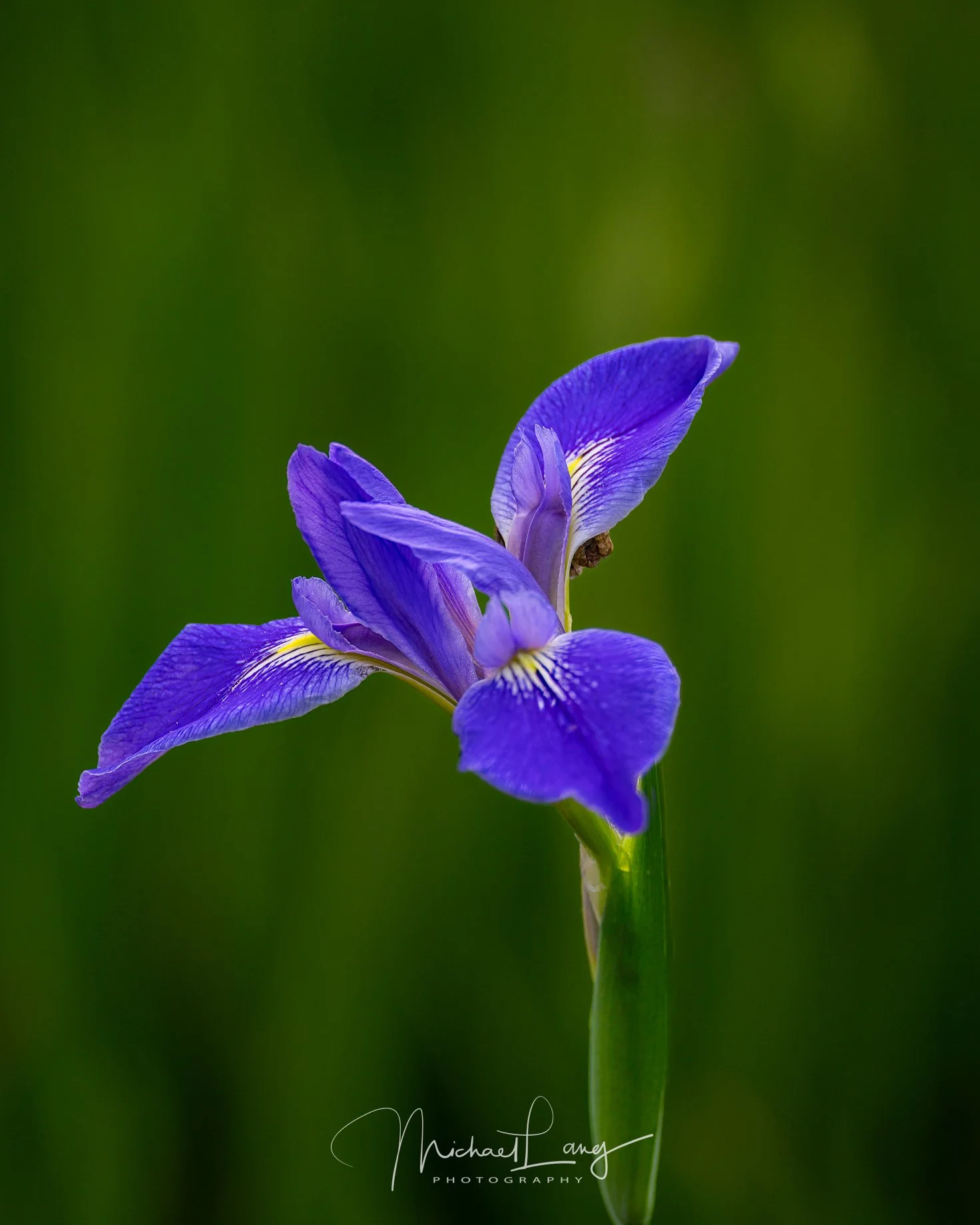 Sign of Spring