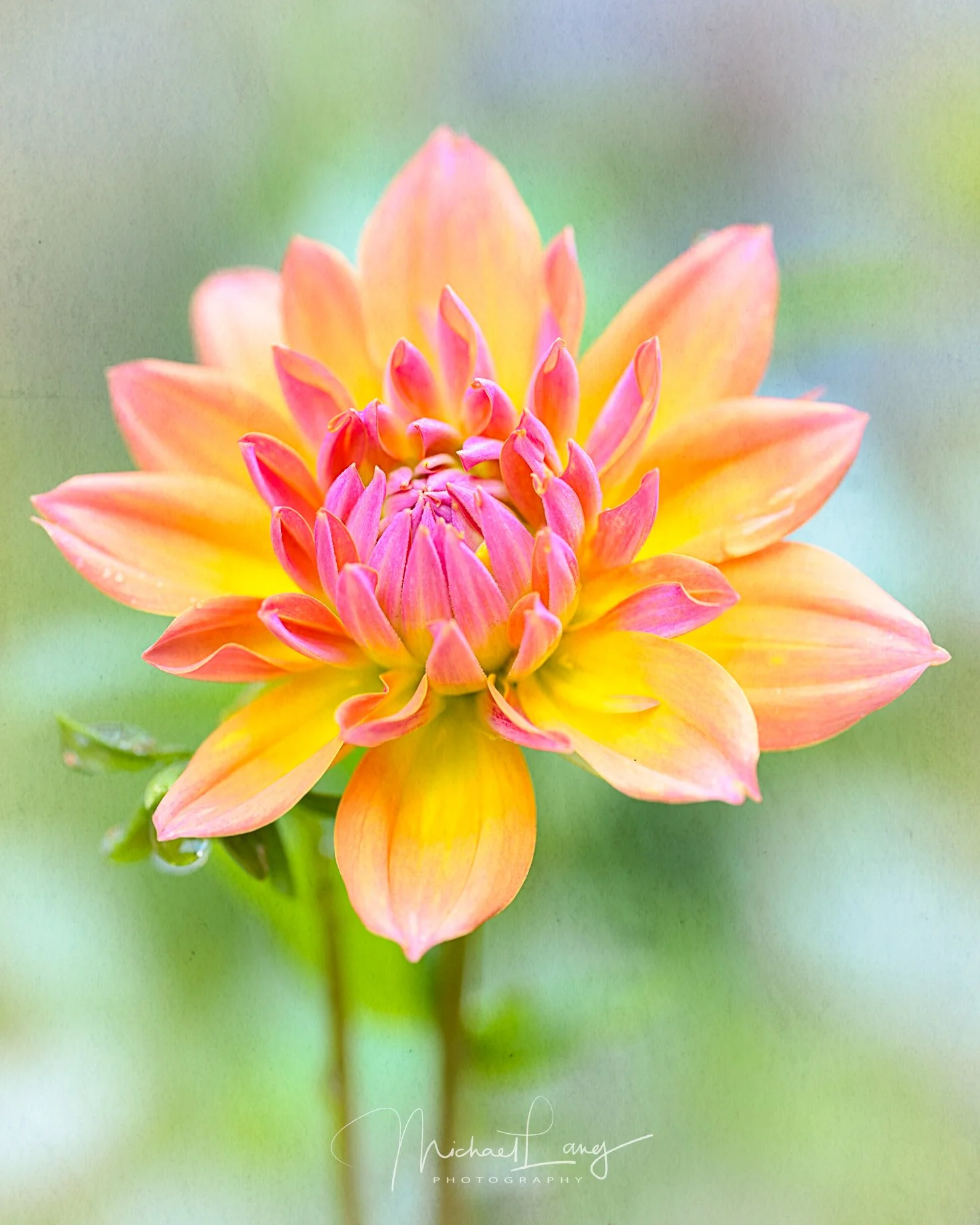 Dahlia Dreaming
