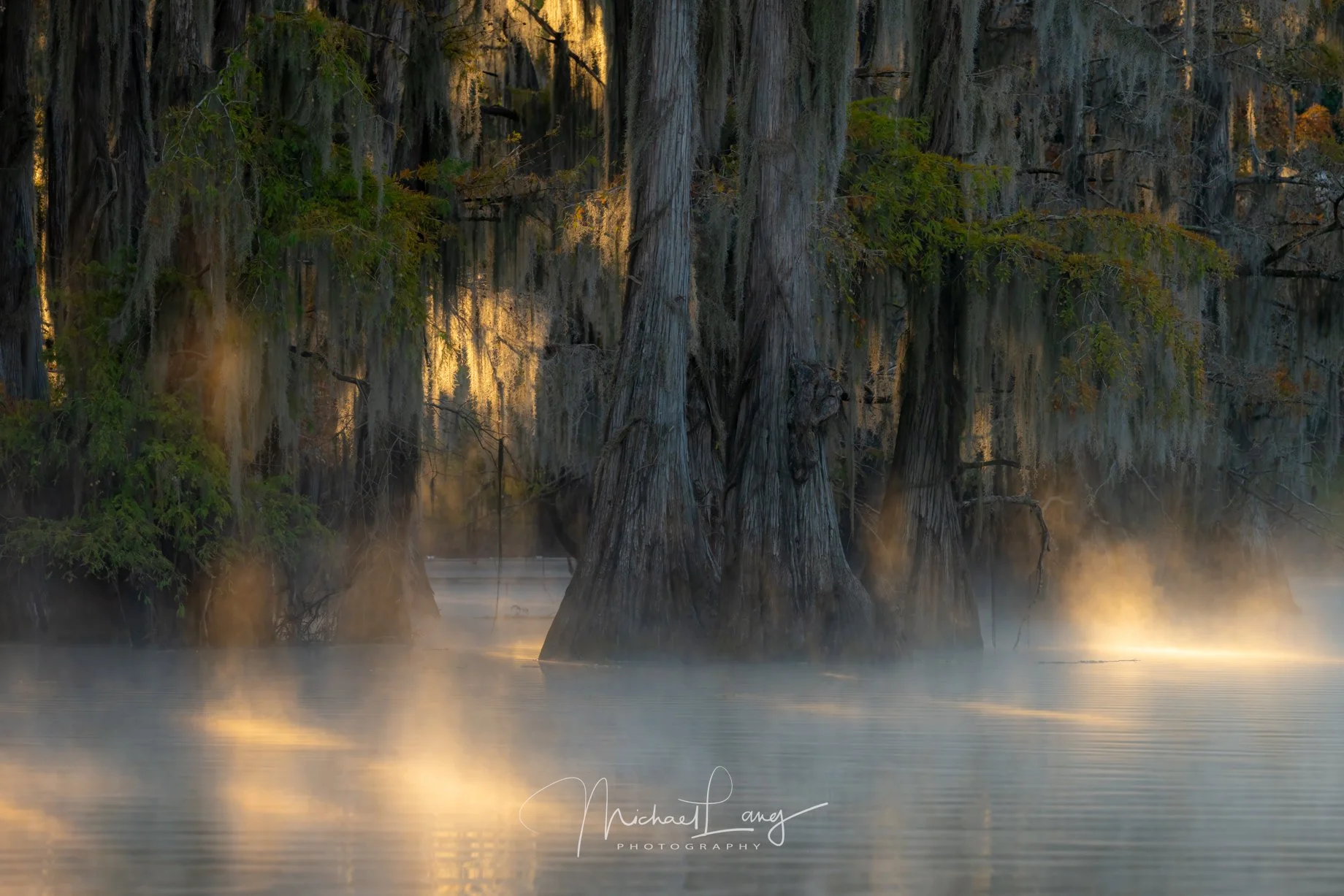 Cypress Whispers