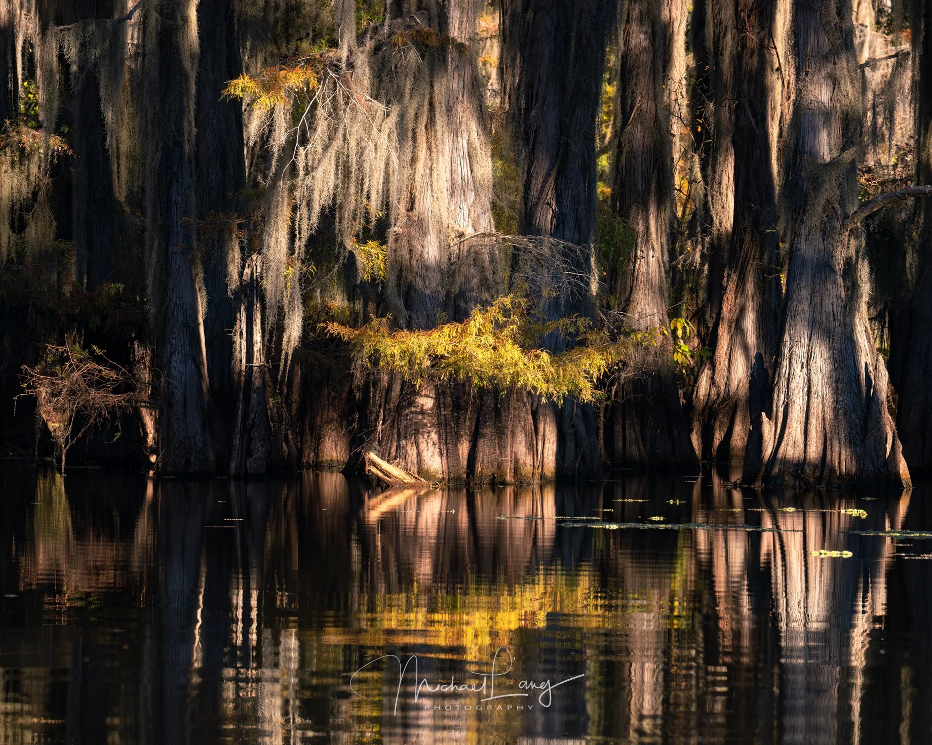 Cathedral of Cypress