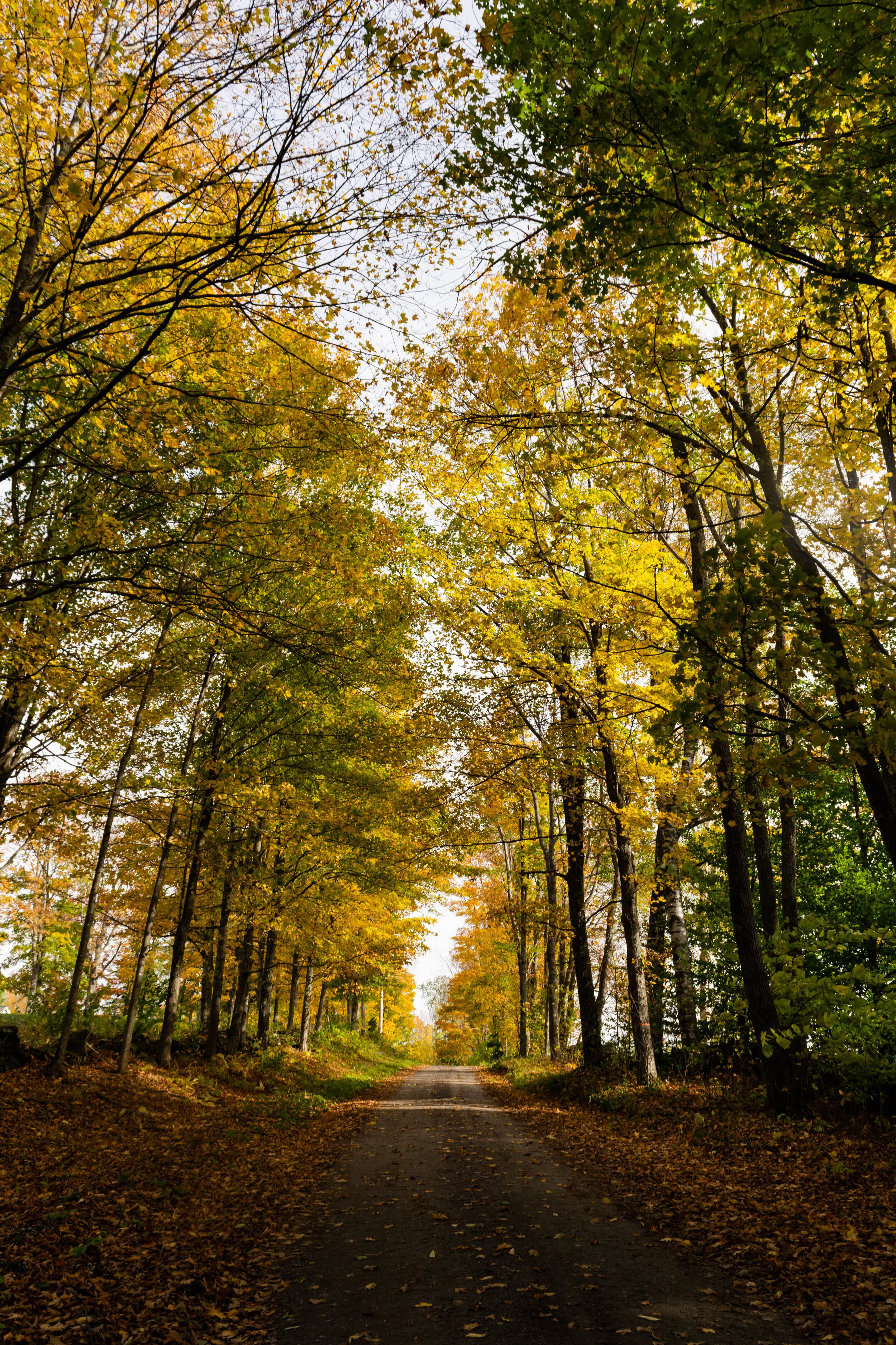 EmilyLewisCreative_20191009_Vermont Fall-3.jpg
