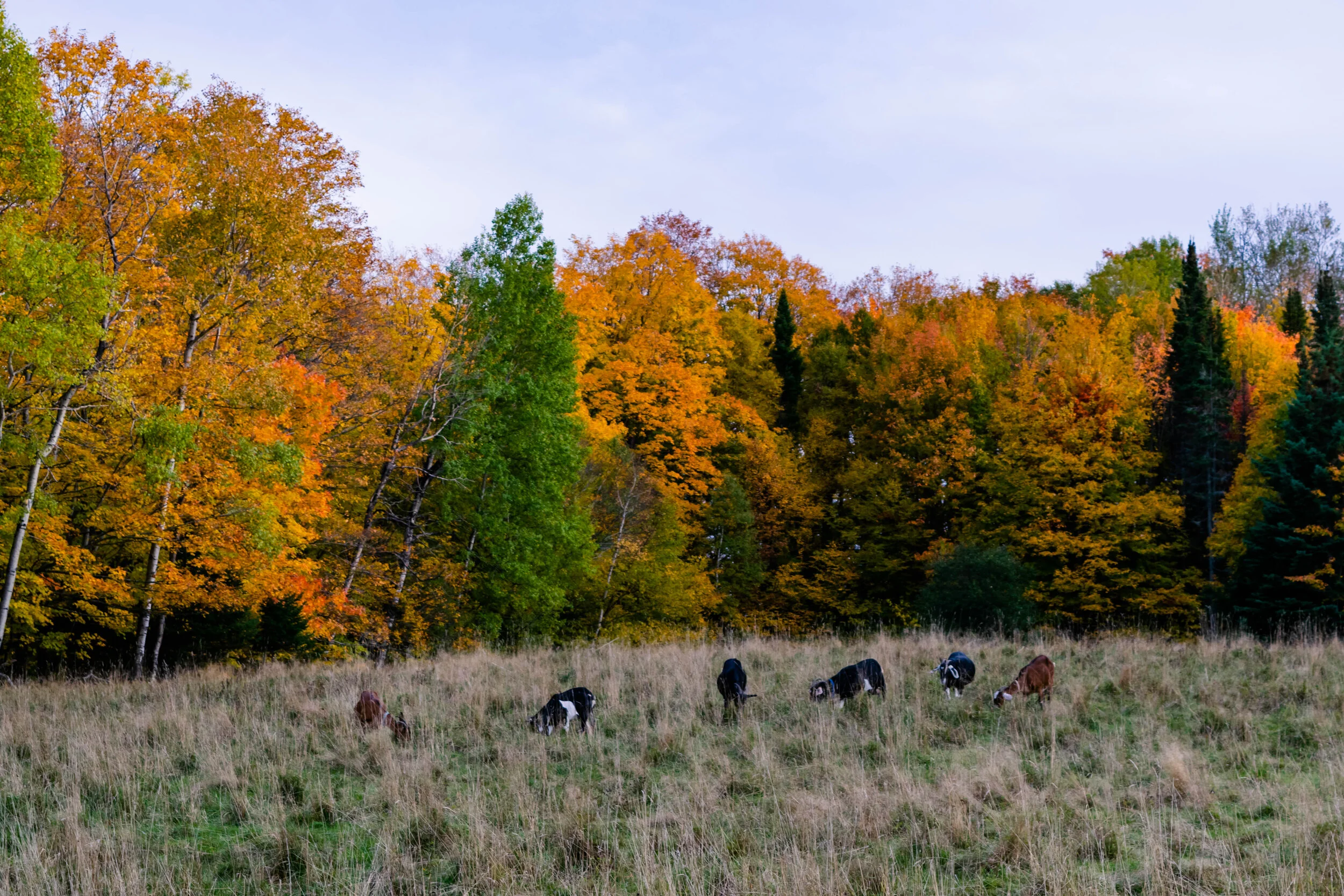 EmilyLewisCreative_20191009_Vermont Fall-38.jpg