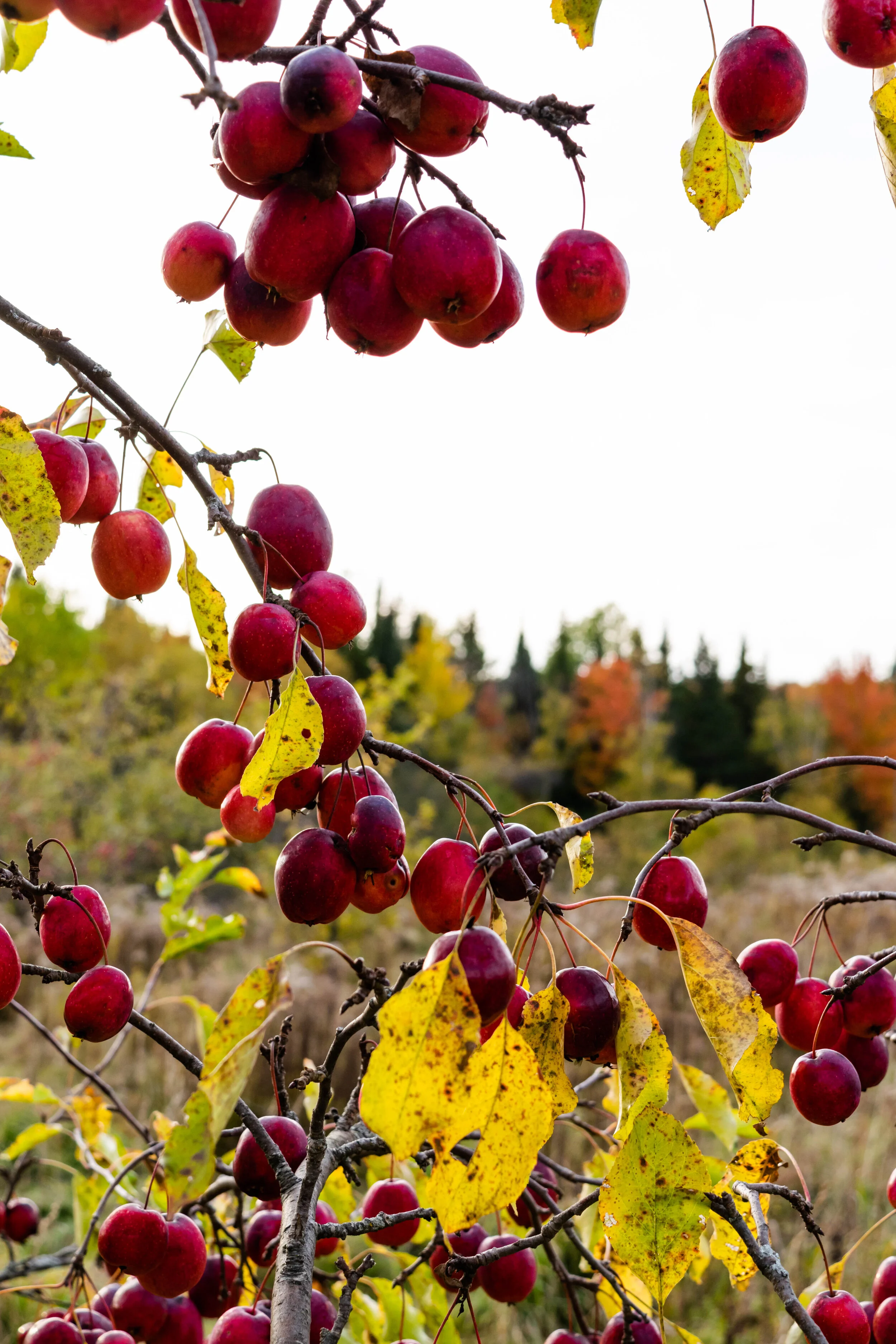 EmilyLewisCreative_20191009_Vermont Fall-40.jpg
