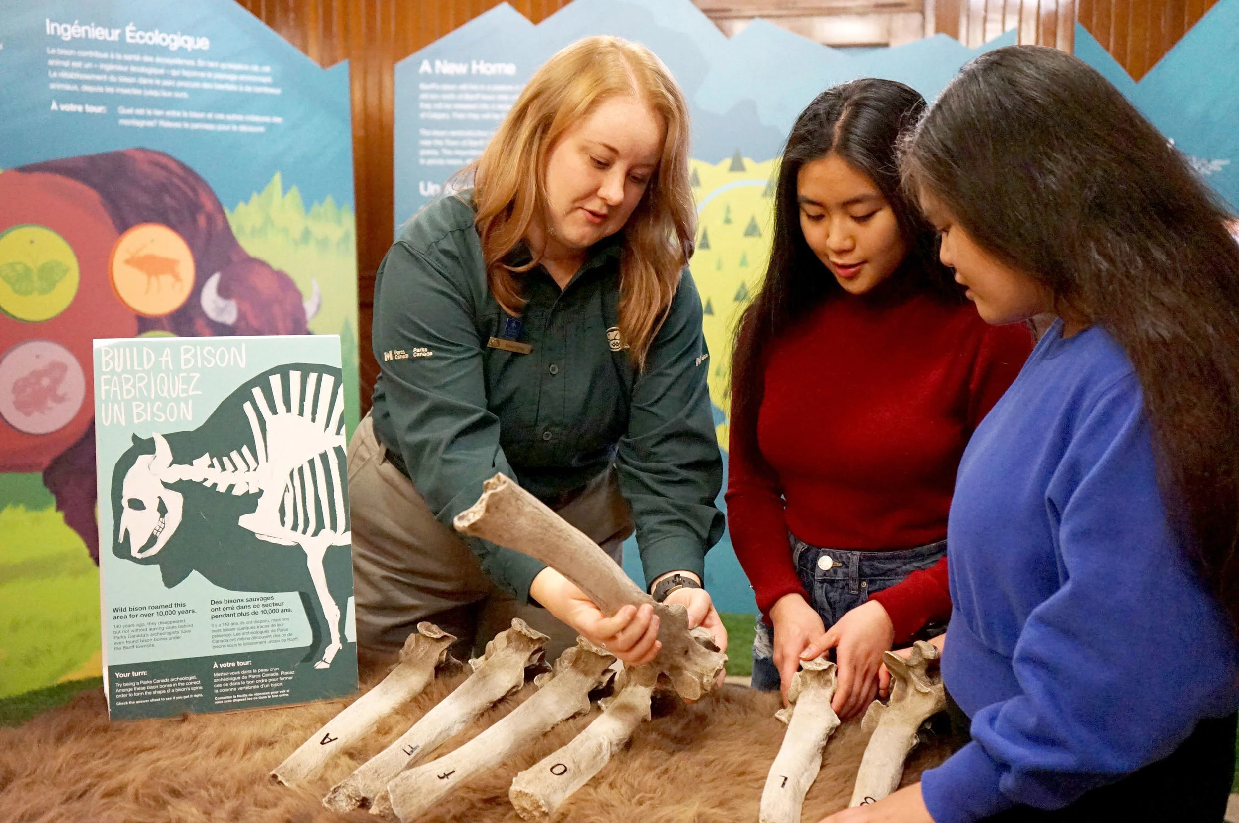  Parks Canada: Bison Exhibit   |    Daughter Creative  