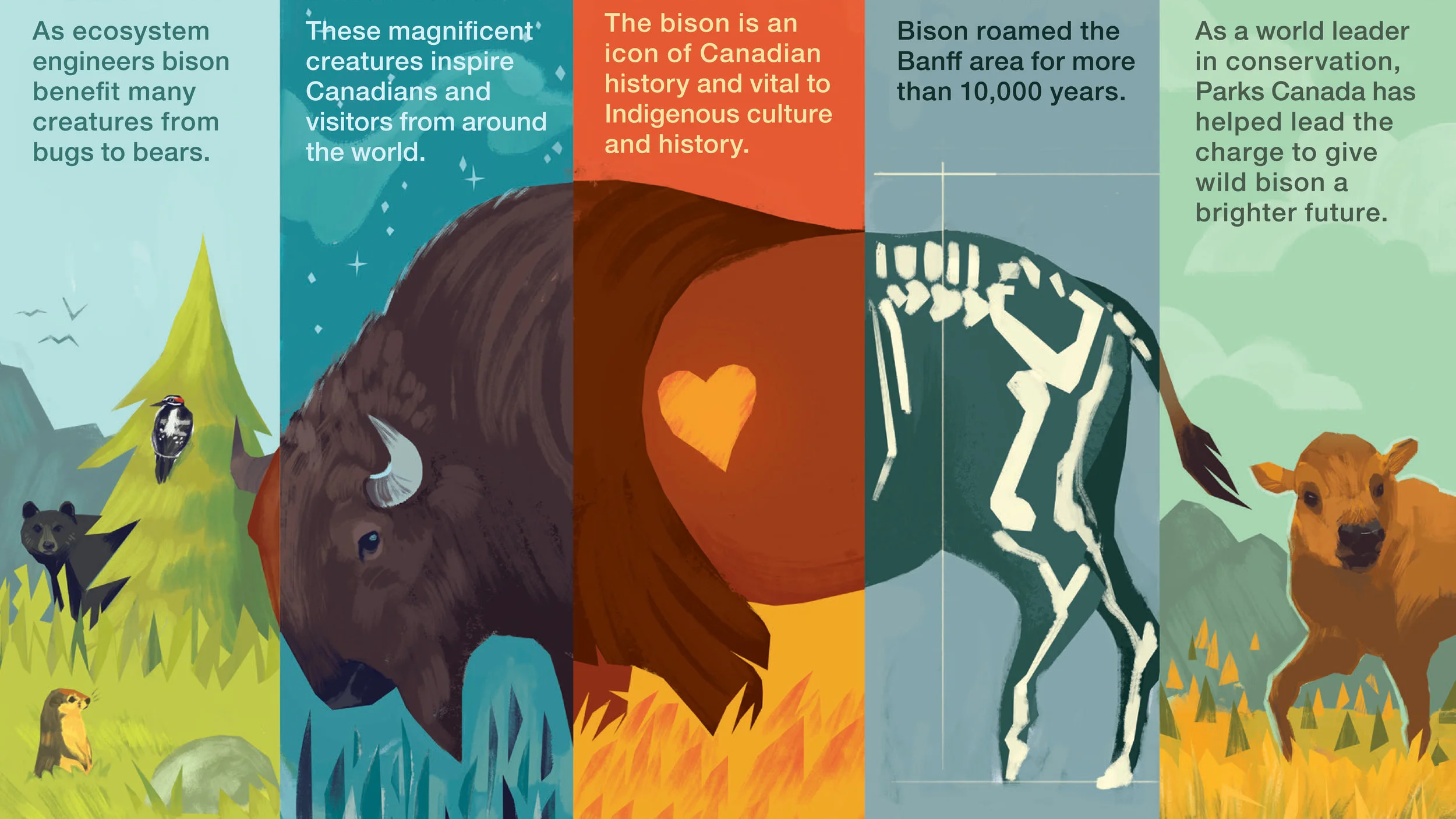 Parks Canada: Bison Exhibit | Daughter Creative