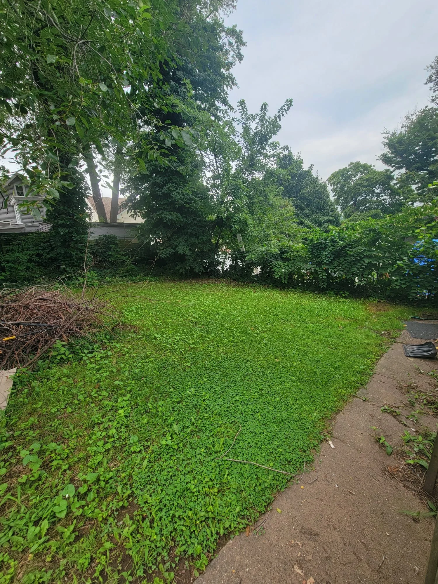 13 backyard.jpeg