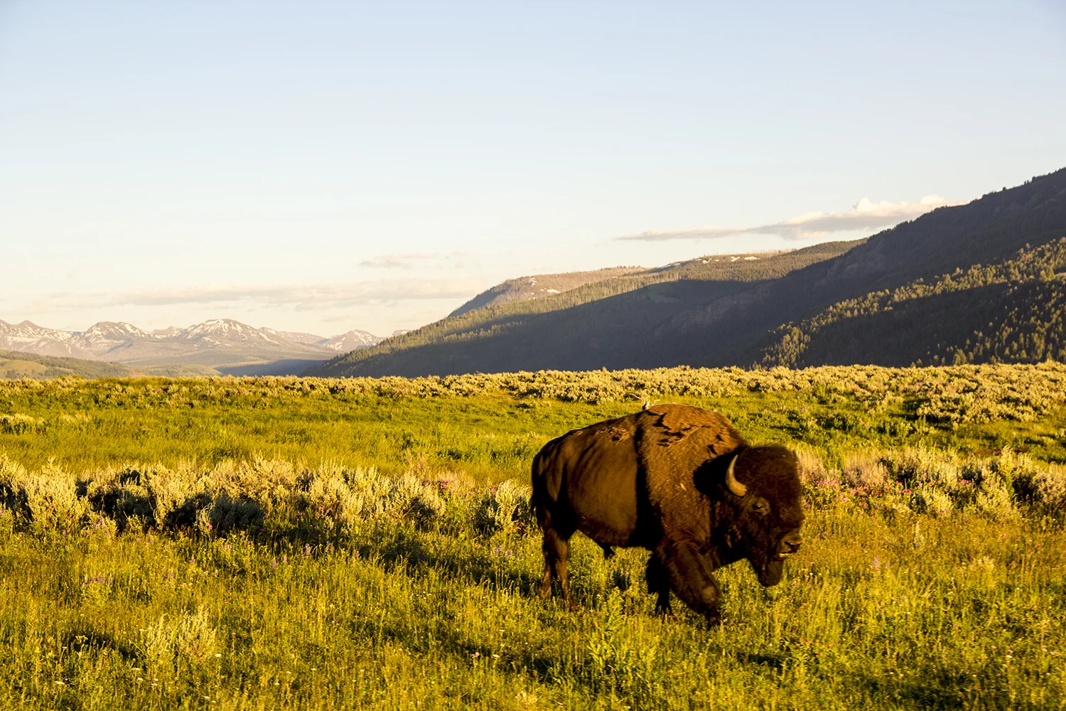 YELLOWSTONE BISON