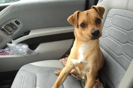 1-Kobe in Car.jpg