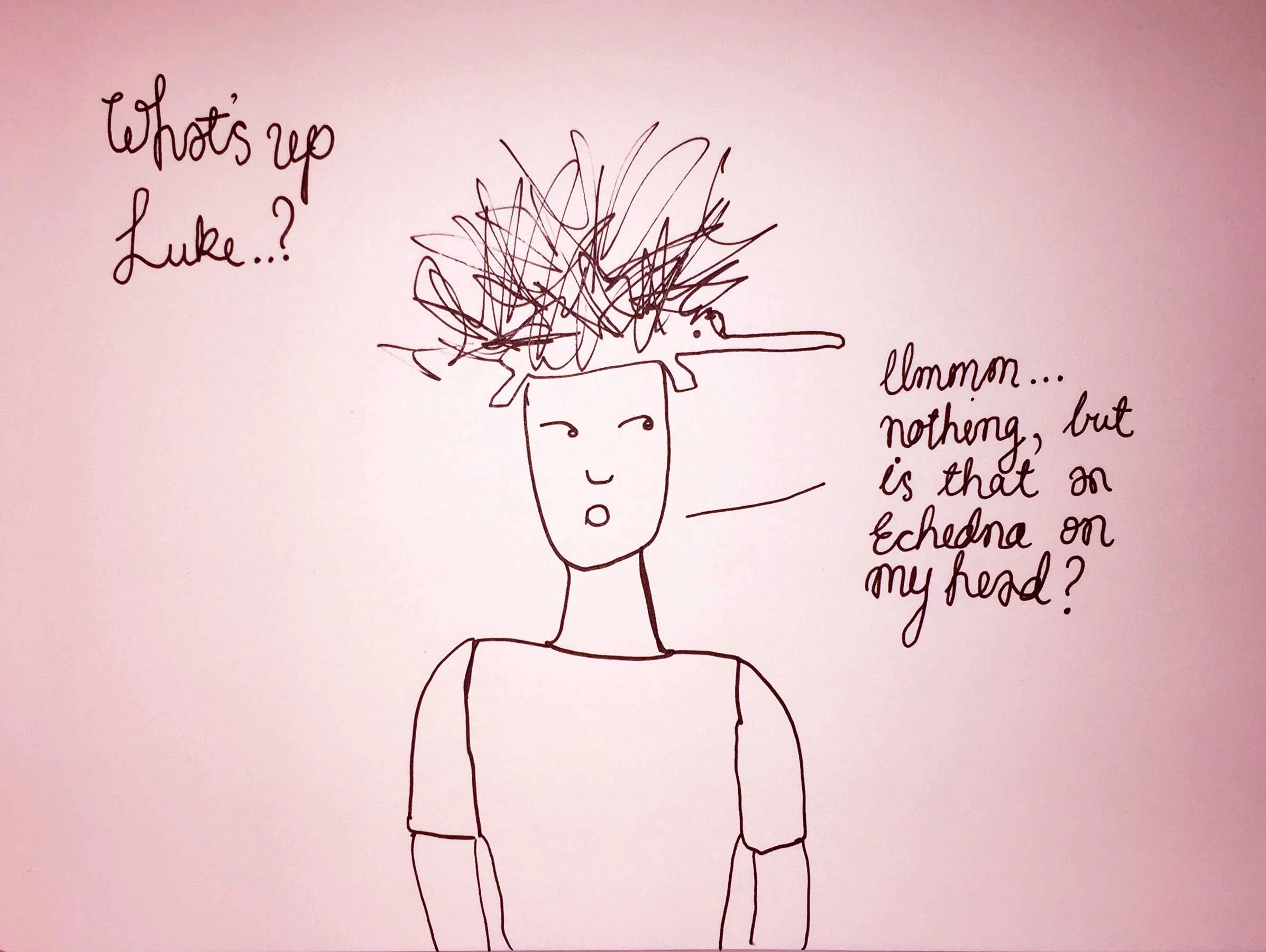 Echidna head. Drawing Luke Hockley.