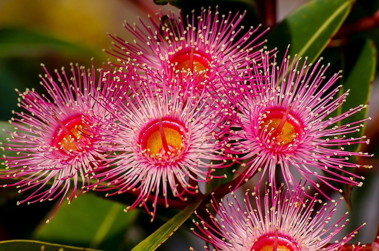 eucalyptus-flowers-2348353_1280.jpg