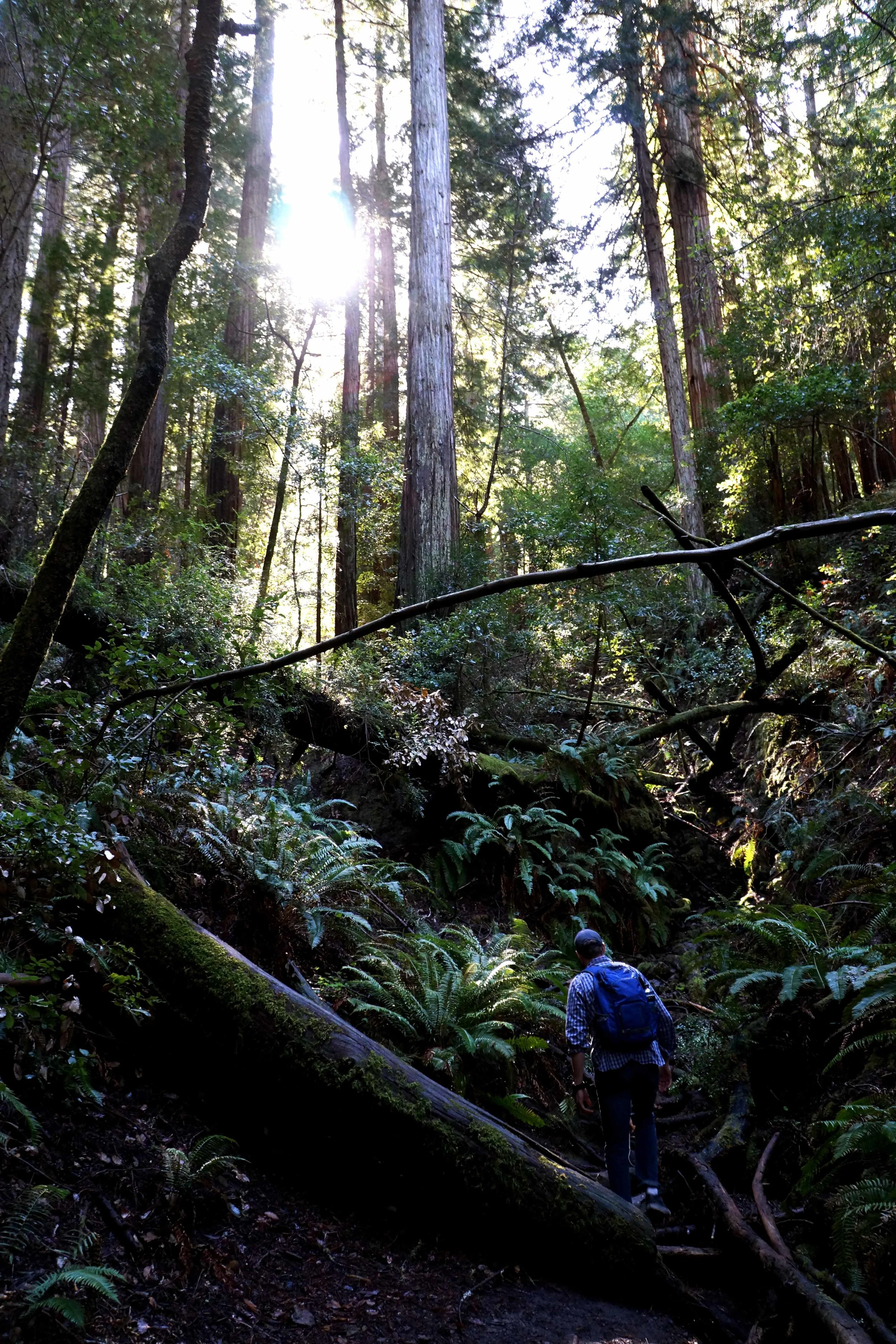 disCONNECT_Muir Woods_1.jpg