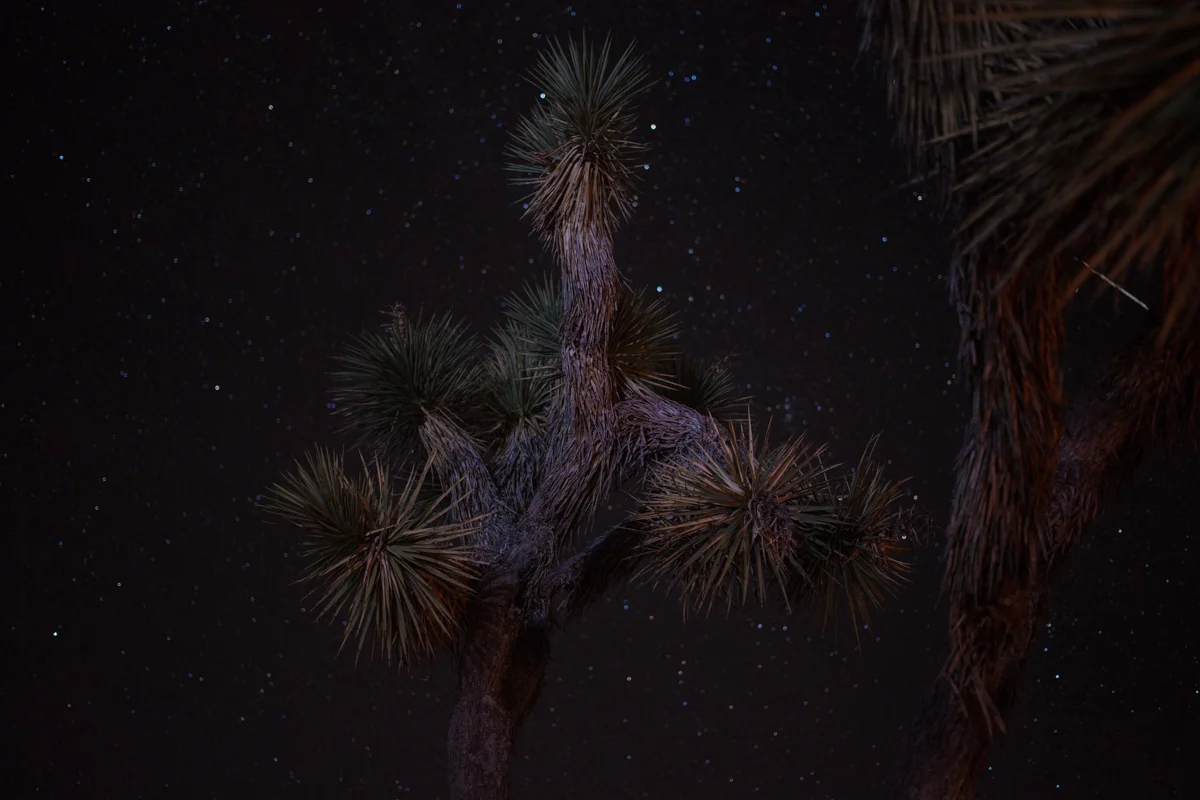 2017.11.17_Joshua Tree-58.jpg