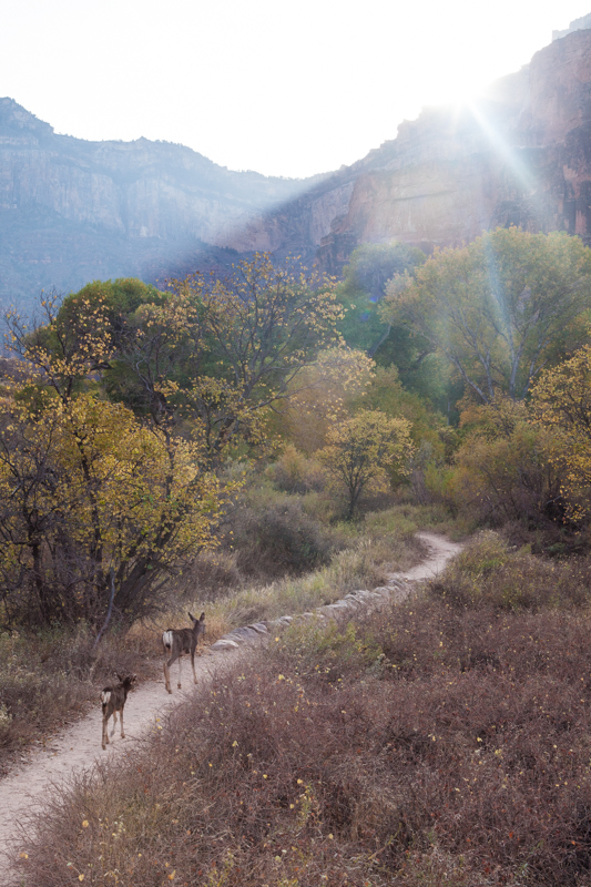 2017.11.21_Grand Canyon-3293.jpg