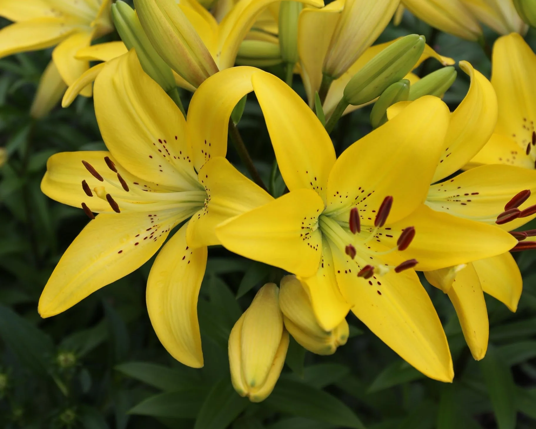 Yellow Diamond - Longfield Gardens.jpg