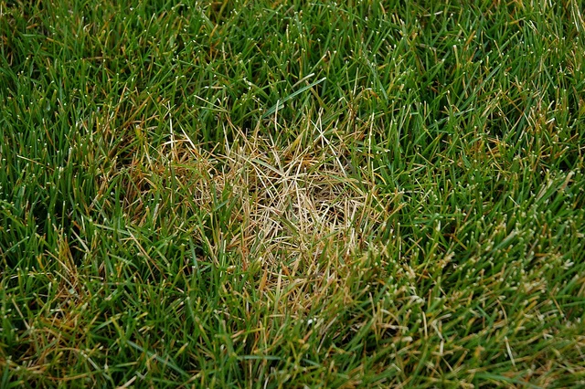 Dollar Spot, Kentucky Bluegrass, Stand Symptoms, Spot