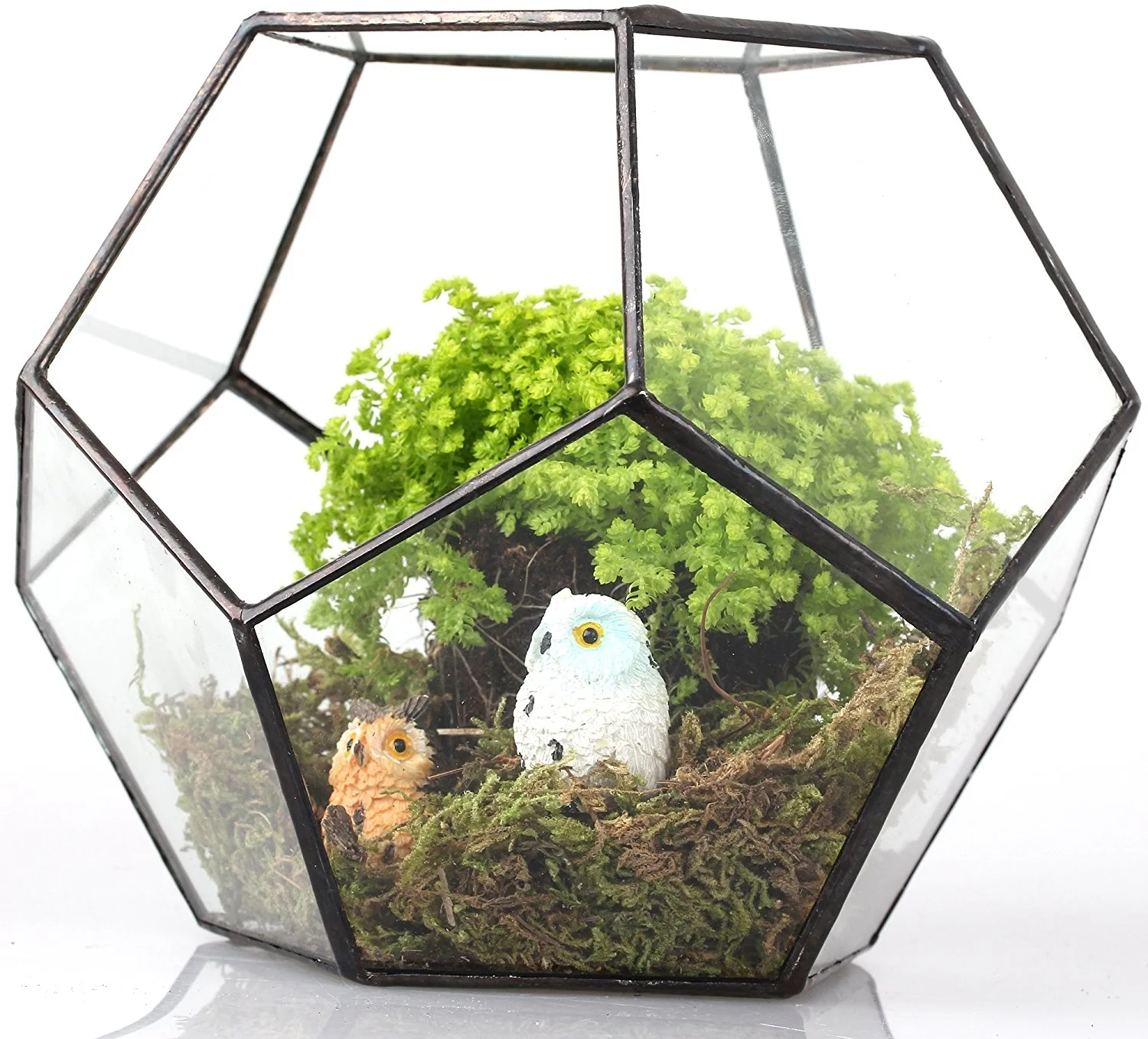 Terrarium.jpg