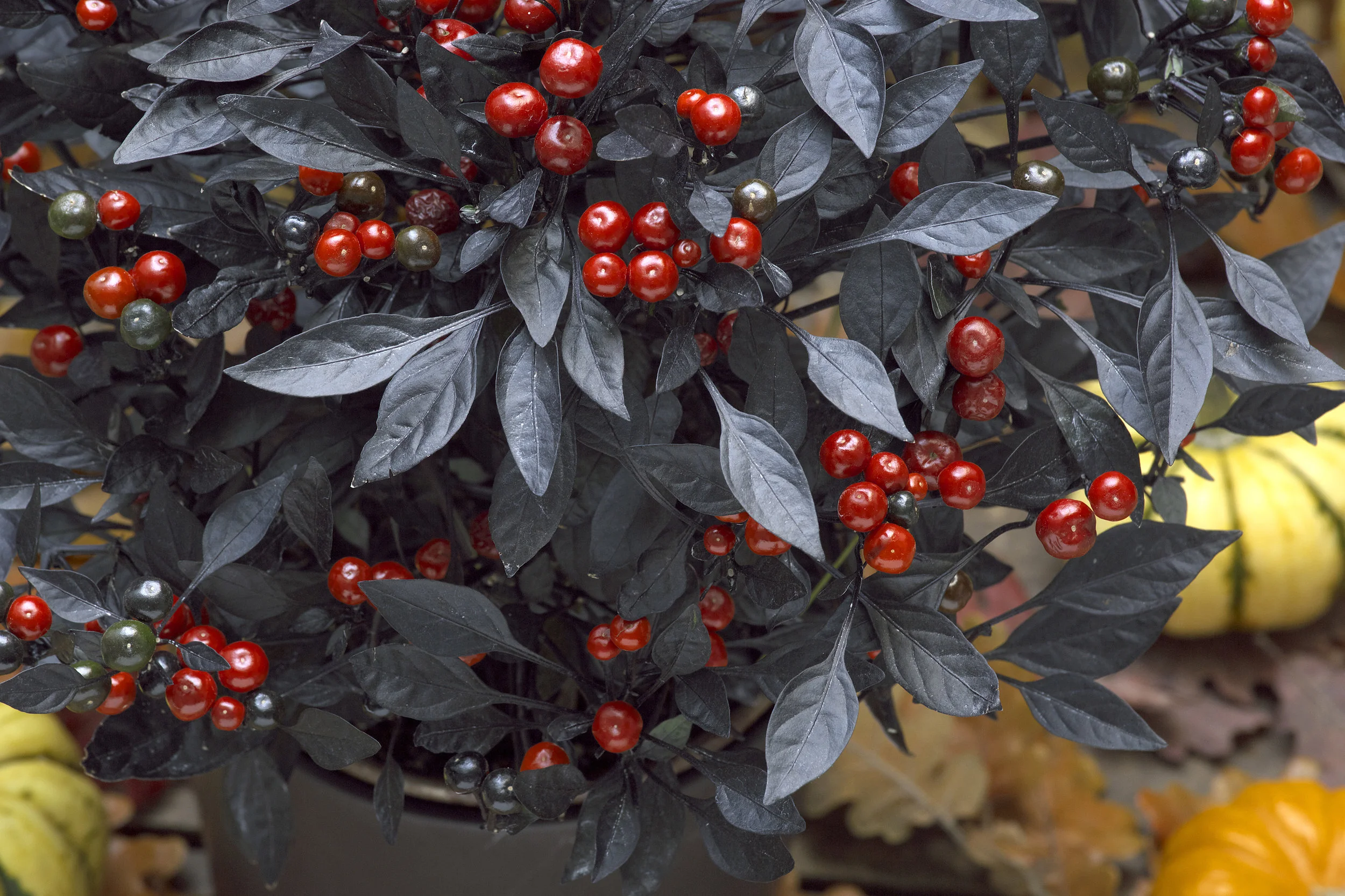 Onyx red ornamental pepper.jpg