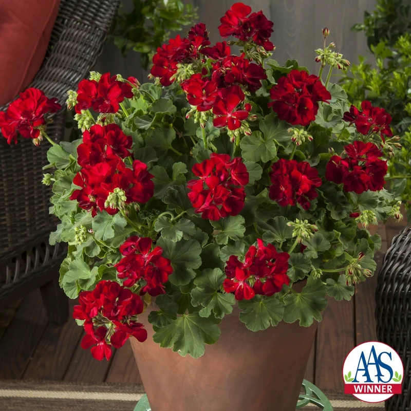 Geranium-Calliope®-Medium-Dark-Red.jpg