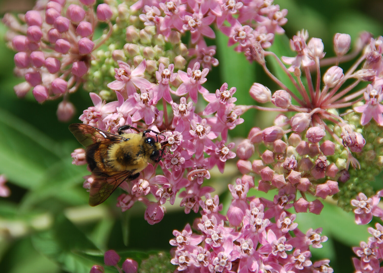 Support Native Bees and Enjoy the Many Benefits