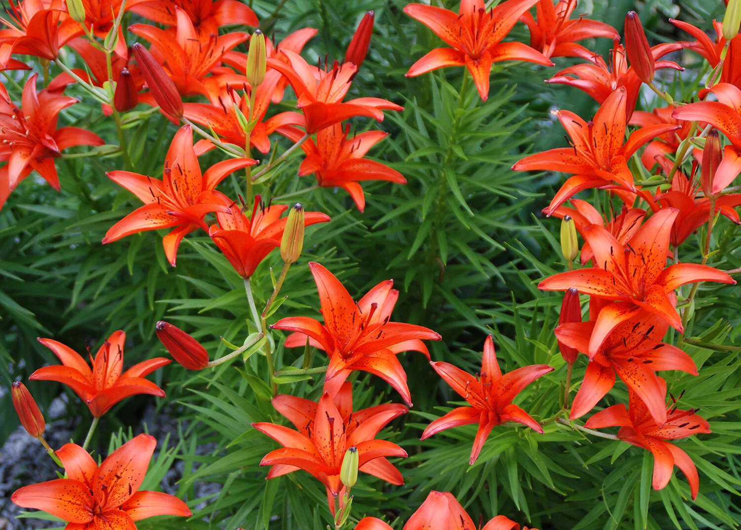Plant in Fall for a Colorful Spring Display