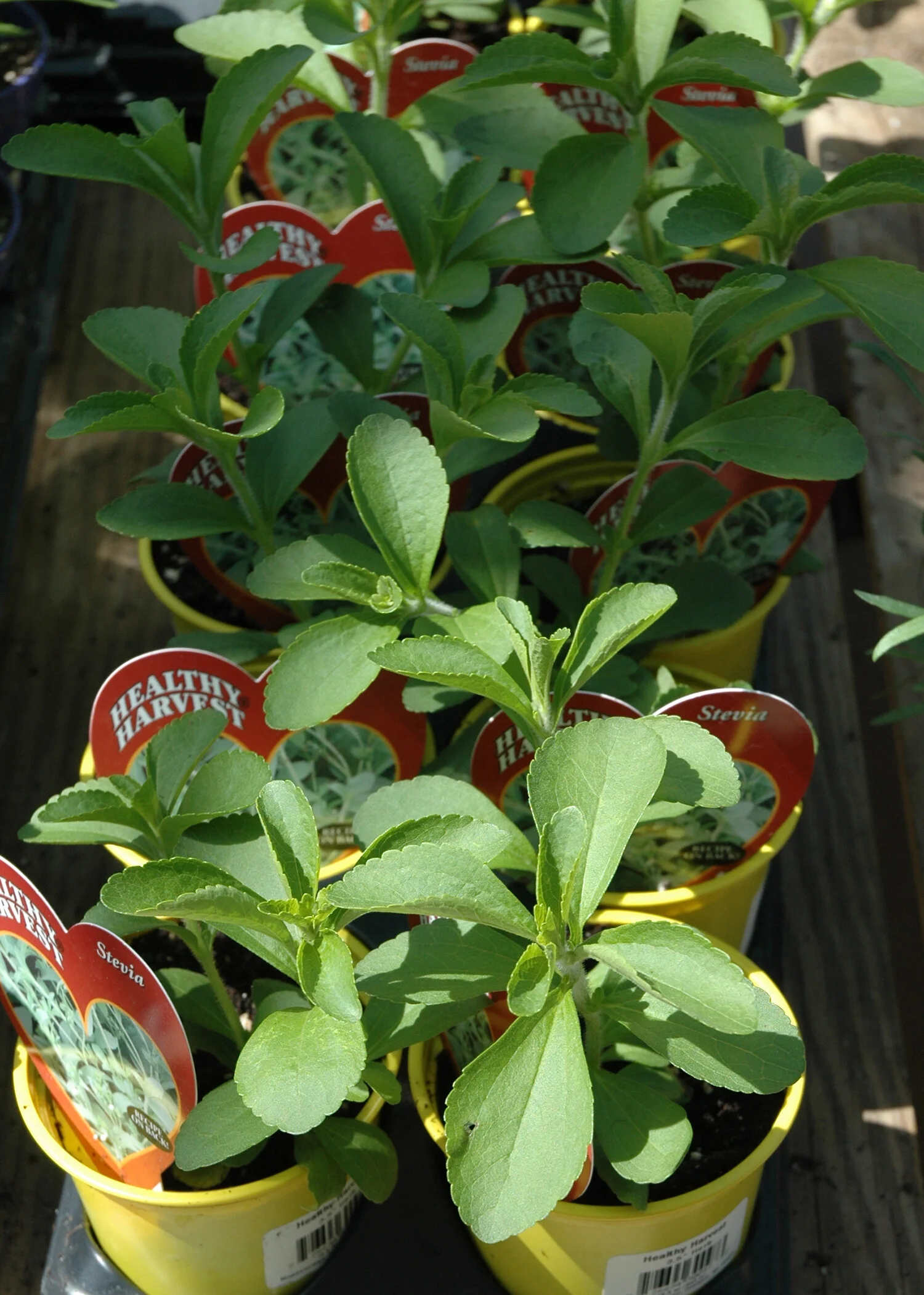 Grow Stevia – Nature’s Sweetener