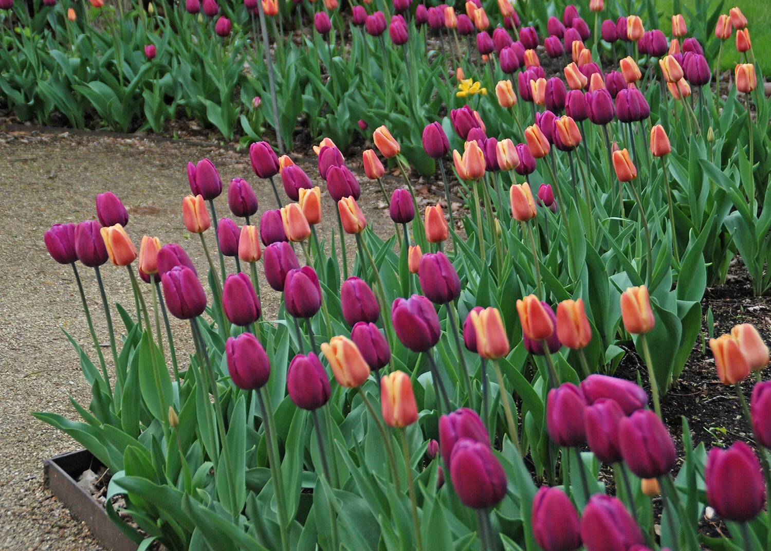 Care for Spring Flowering Bulbs